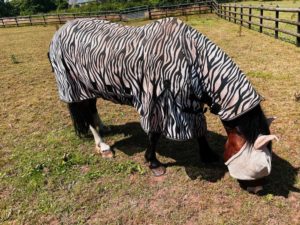 Equine Fly Rug